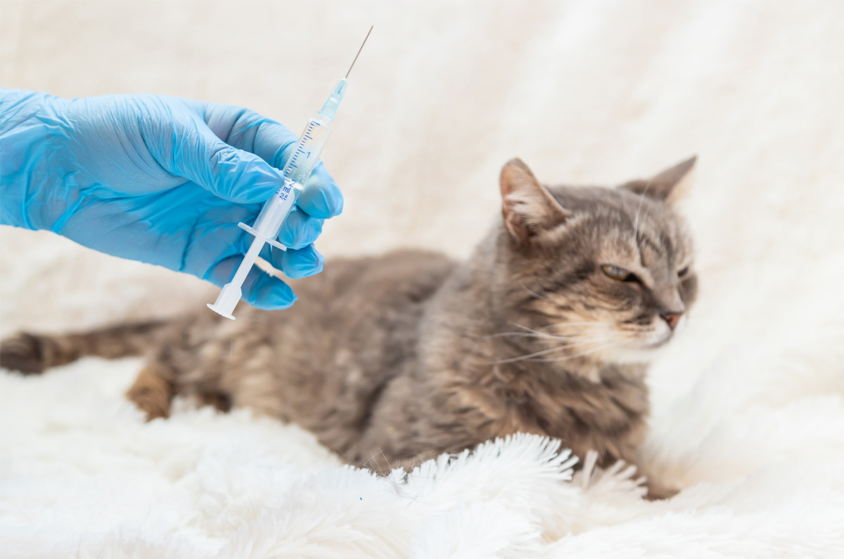 Waarom vaccinaties belangrijk zijn voor je huisdier