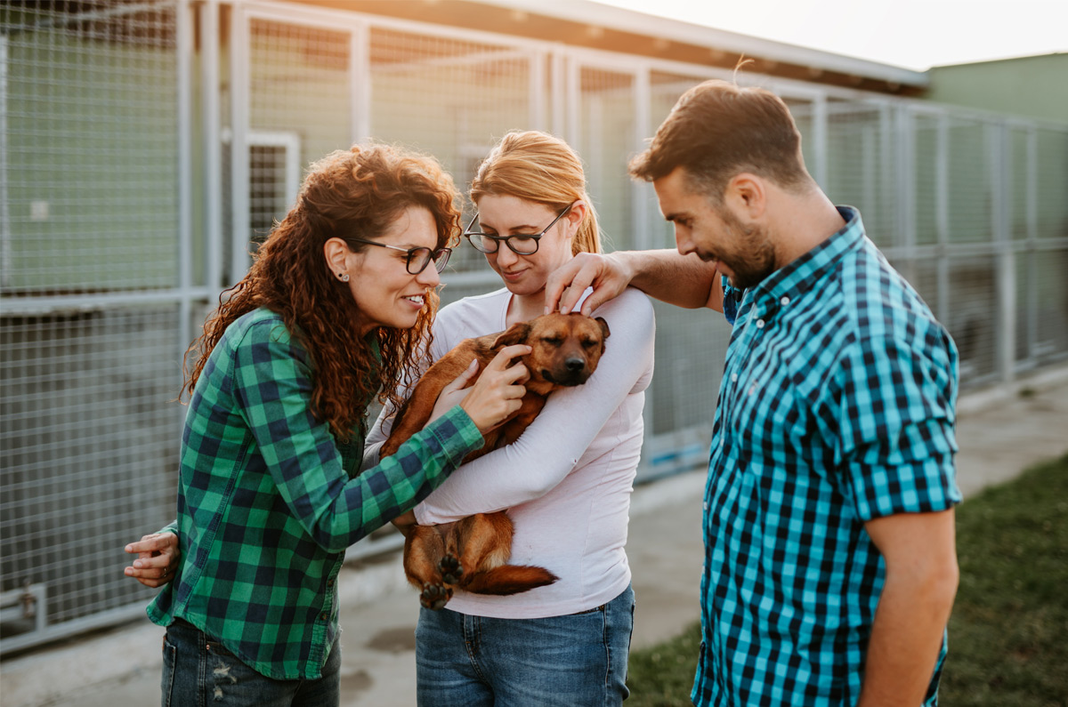 Een huisdier adopteren uit het asiel: waar moet je op letten?