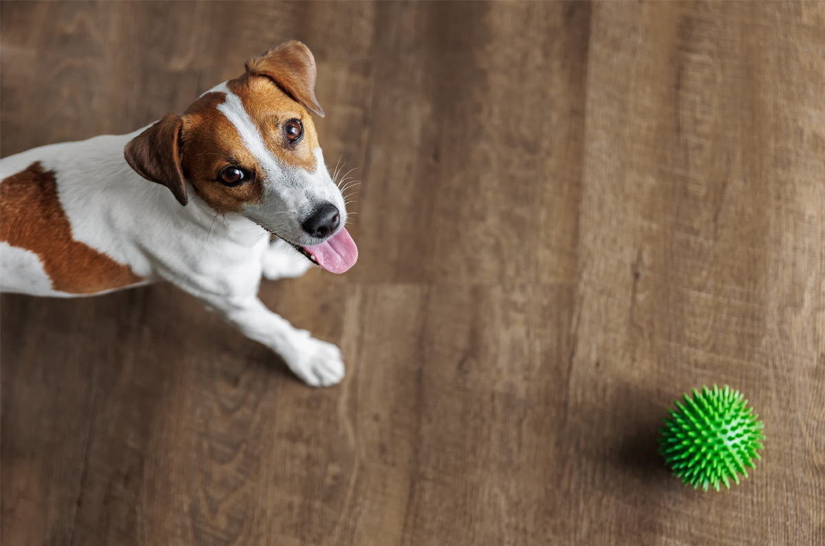 Binnenspelen met je hond tijdens koude dagen