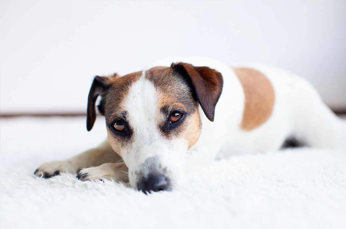 Moet ik mij zorgen maken als mijn hond diarree heeft?