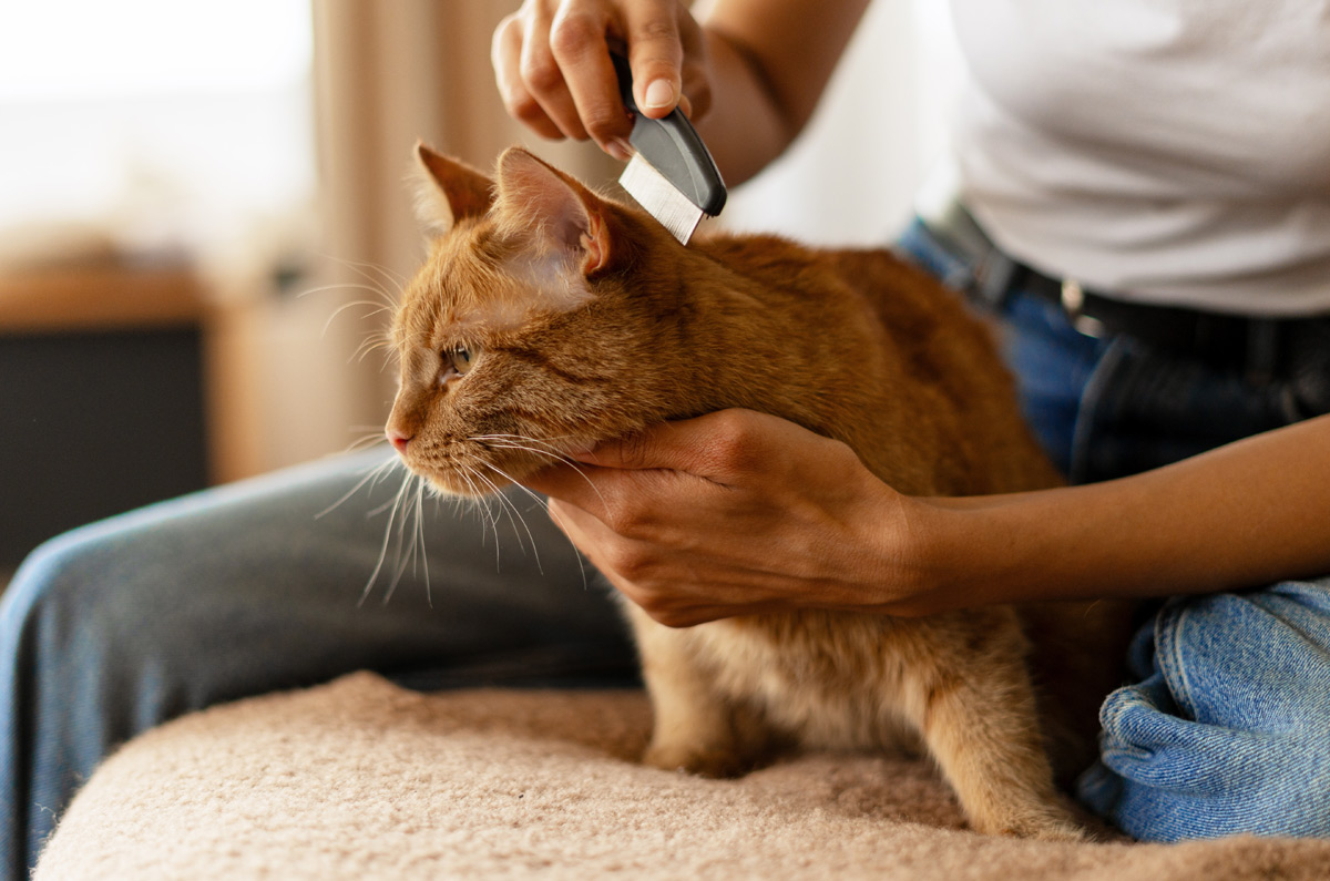Voorjaarsbescherming tegen parasieten
