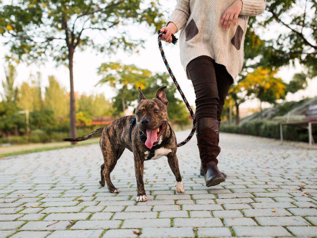 7 tips om je hond netjes aan de lijn te laten lopen.