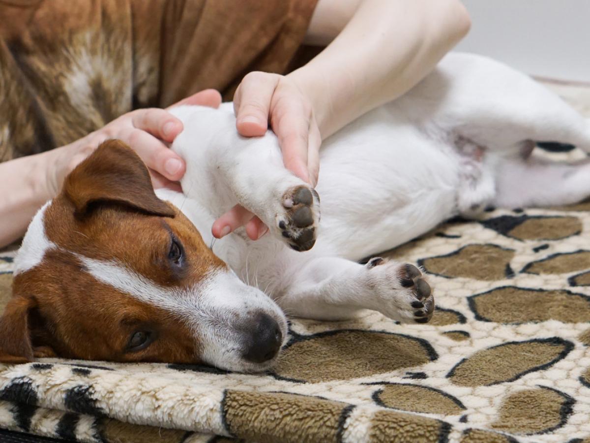 Artrose bij honden: wat je moet weten