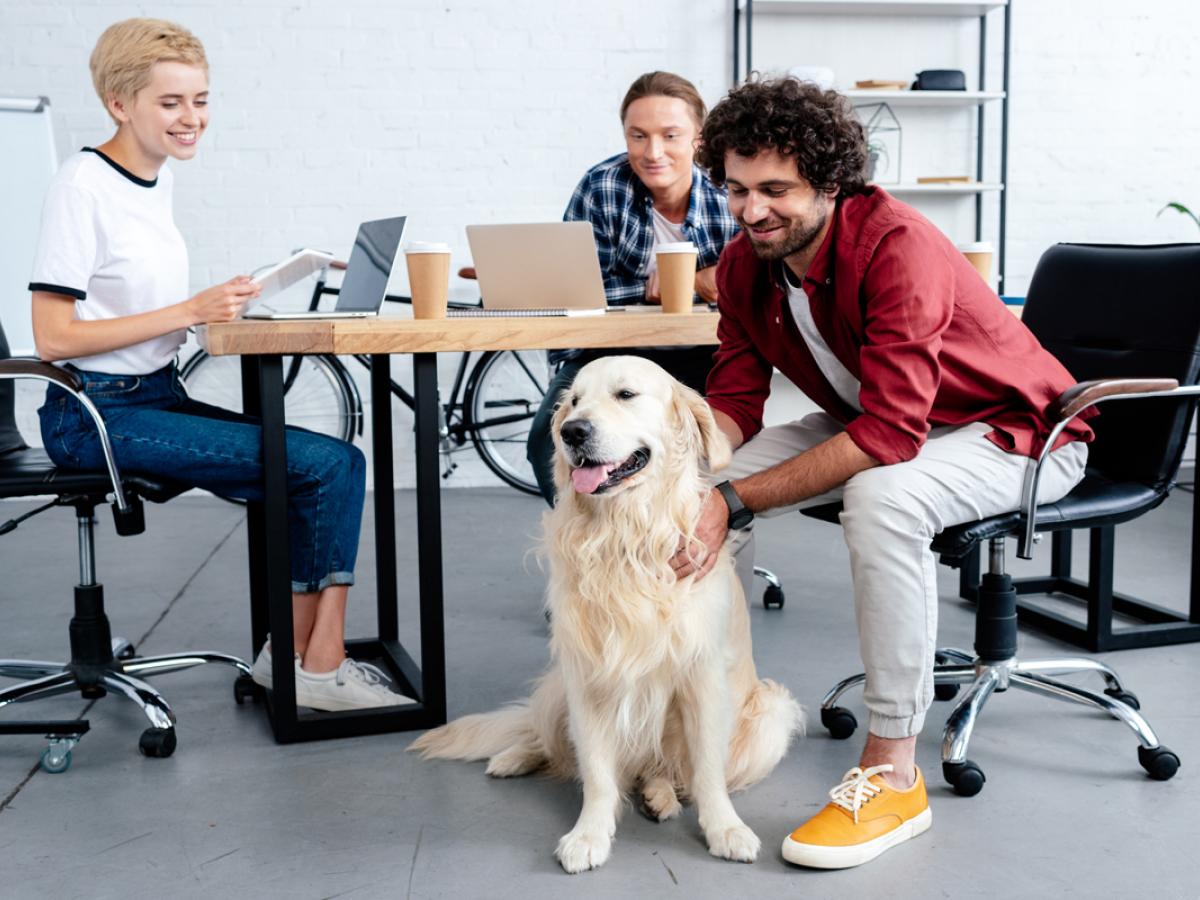 De gezondheid en sfeer op de werkvloer optimaliseren? Neem een office dog!