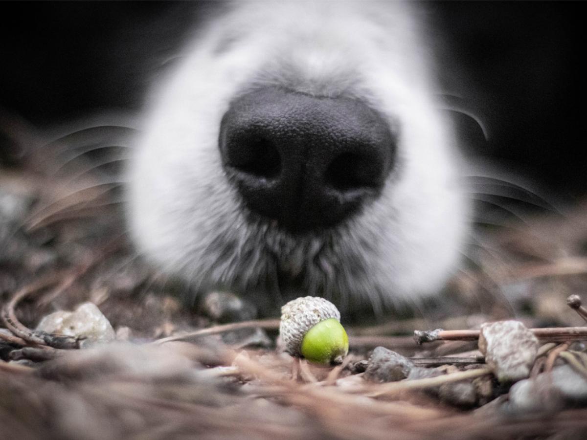 Herfstwandelingen met je hond: niet zonder gevaren