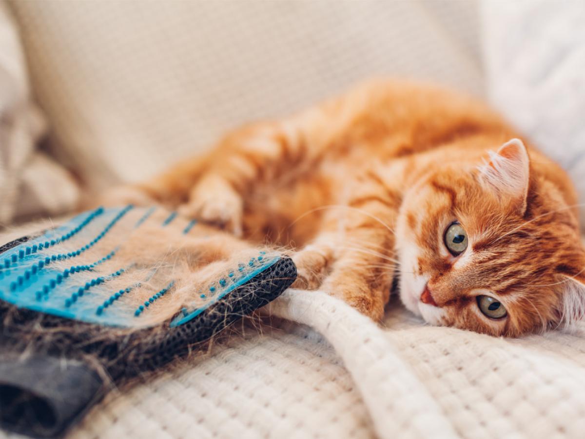 Hoe ga je om met al dat kattenhaar in de ruiperiode?