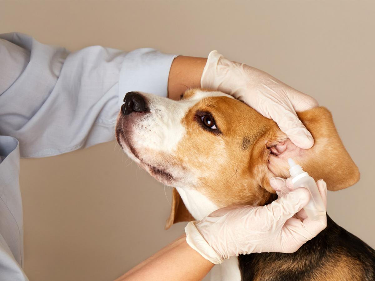 Oorontsteking bij hond en kat