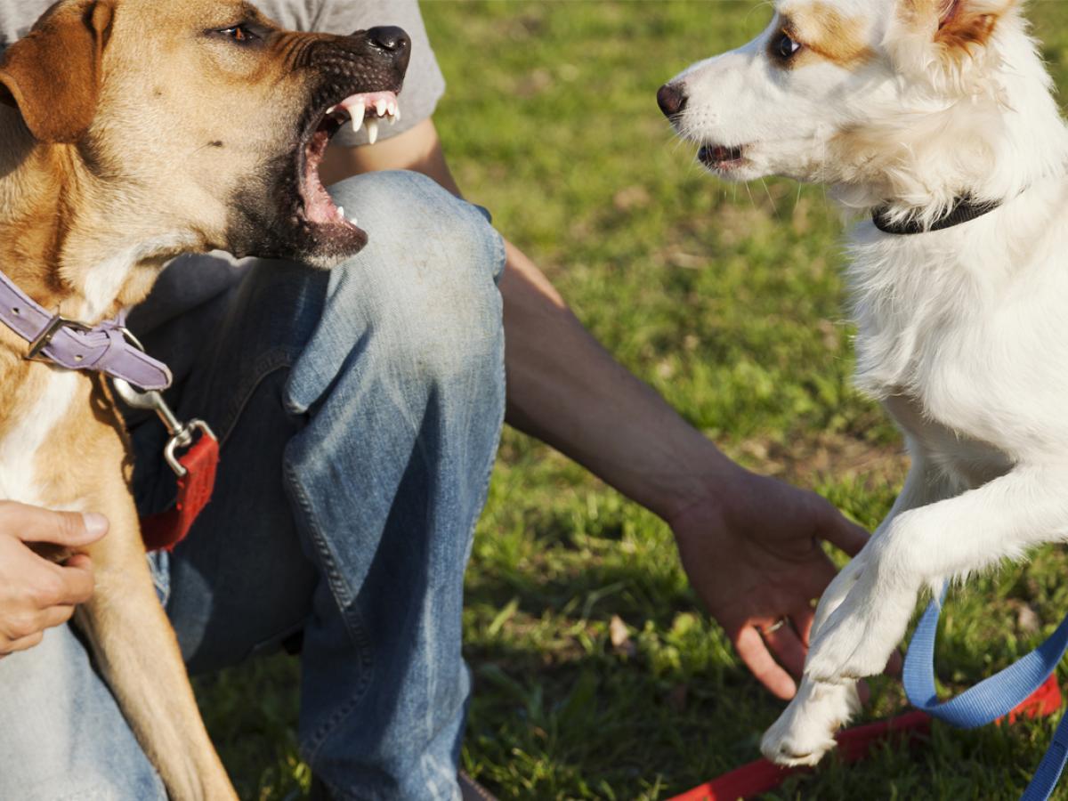 Tips voor als je hond bang is van andere honden
