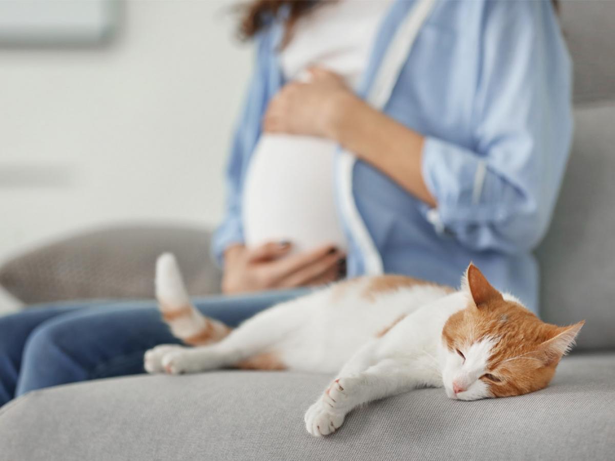 Vormen katten een gevaar tijdens de zwangerschap?