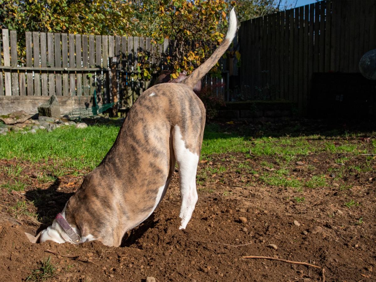 Waarom (be)graven honden?