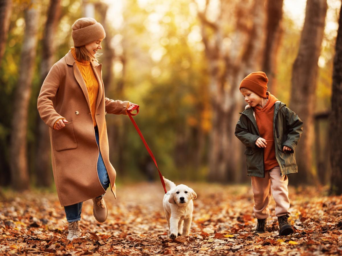 Wandelen met je hond? 3 zaken om rekening mee te houden in de herfst!