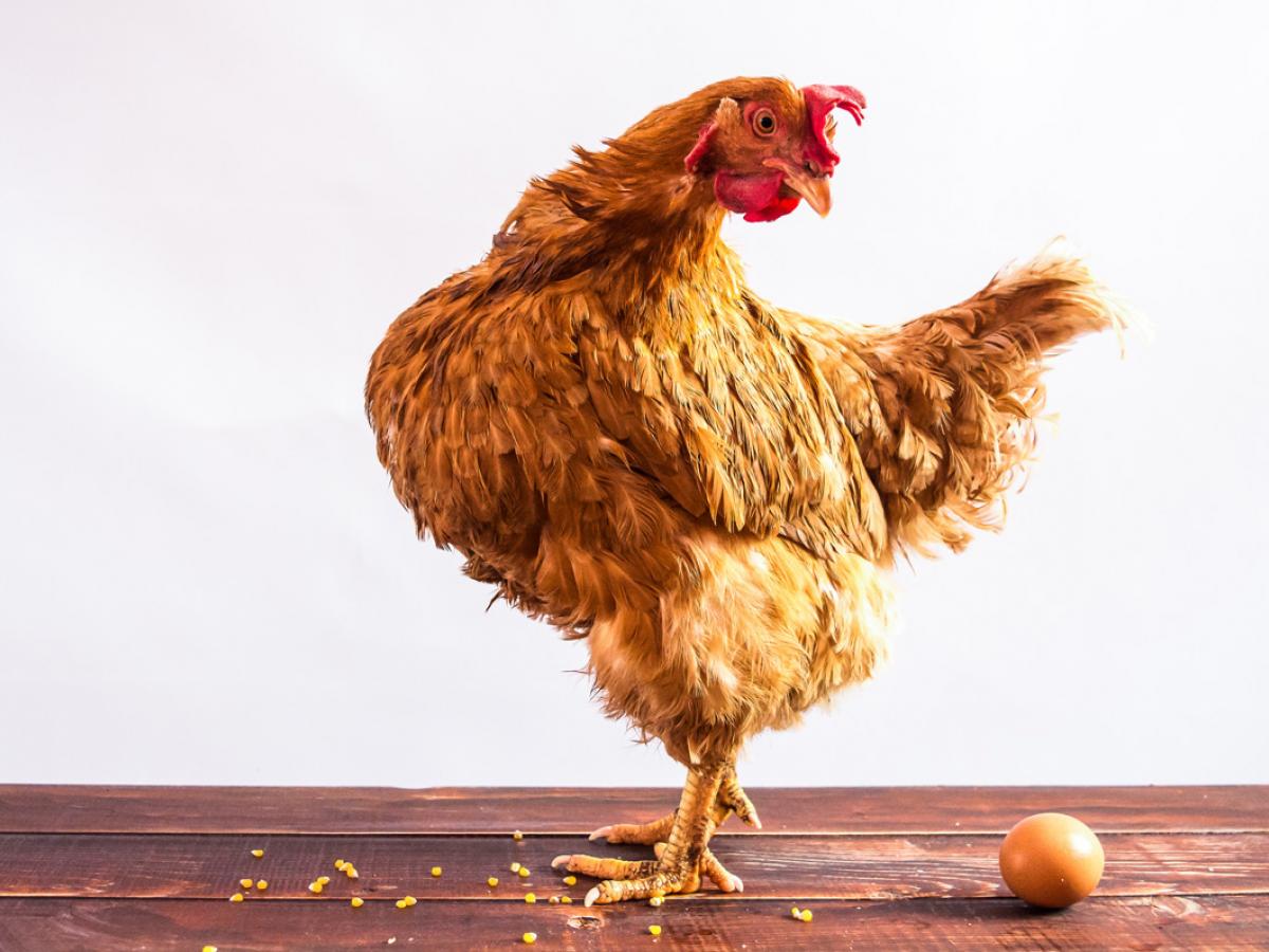 Wat was er eerst: de kip of het ei? 5 weetjes over pluimvee